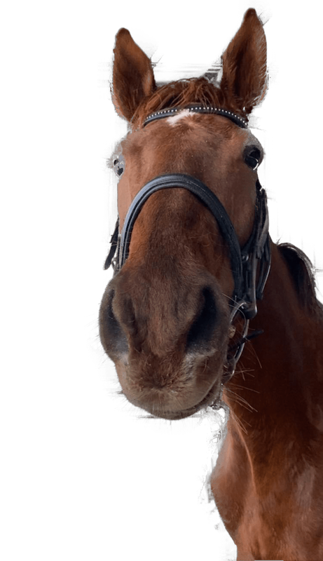 horse stables equine facility