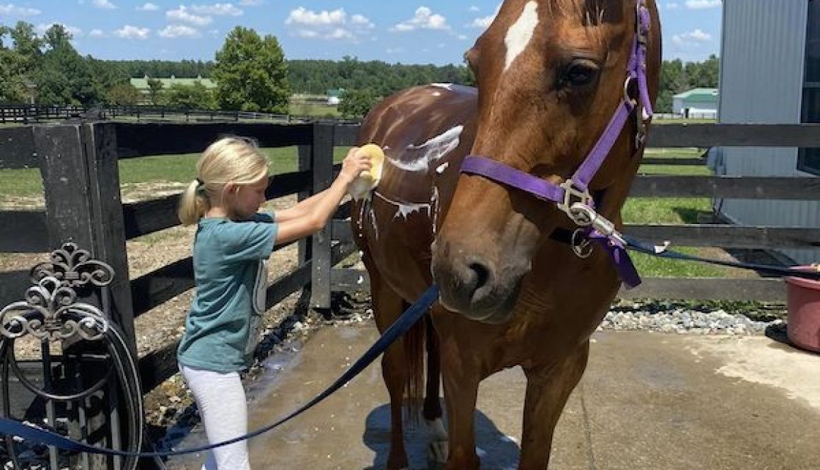redbird horse boarding stables