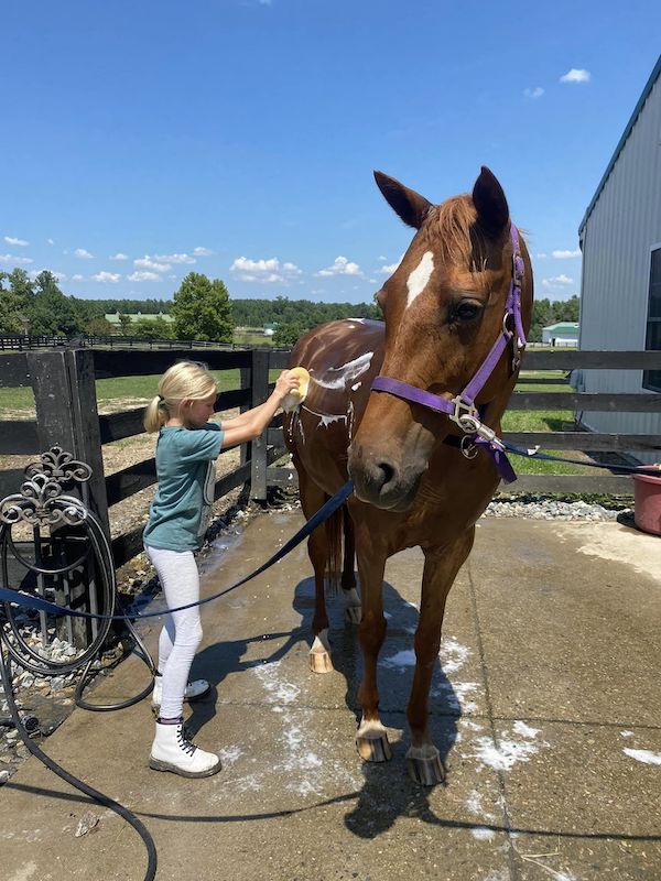 red-bird-horse-boarding-stables