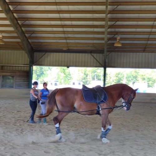 horse training at redbird in Chesterfield va