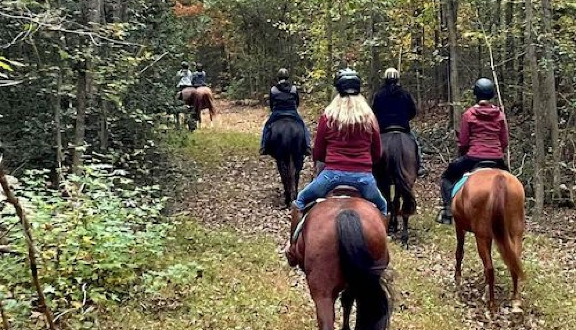 redbird horse trail riding fun
